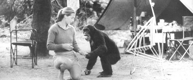 Regreso de Jane Goodall a la Argentina - Instituto Jane Goodall Argentina