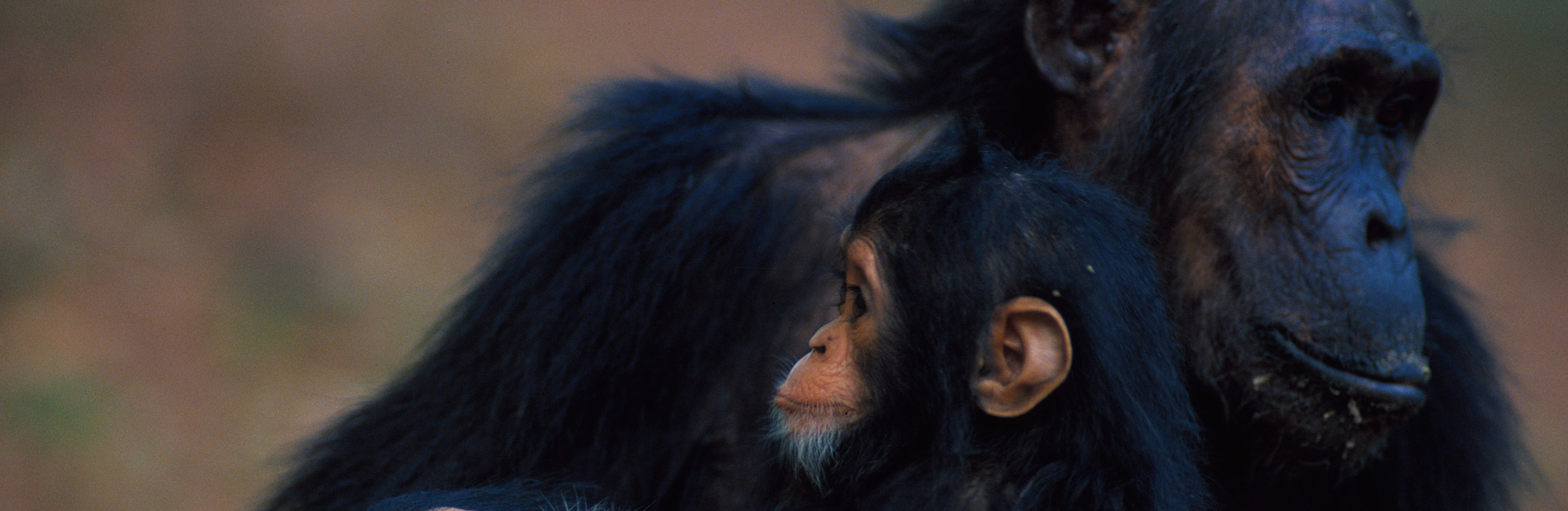 Pagina de Inicio - Instituto Jane Goodall Argentina