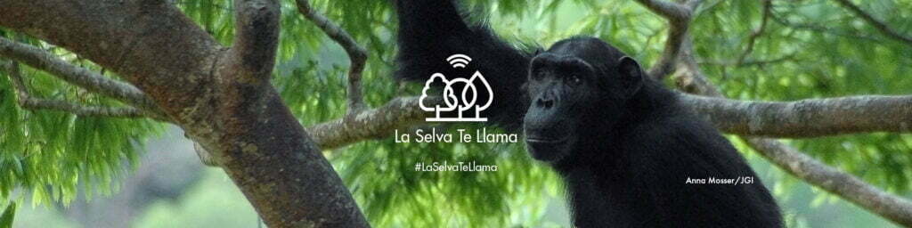 La Selva Te Llama... Responde el llamado - Instituto Jane Goodall Argentina